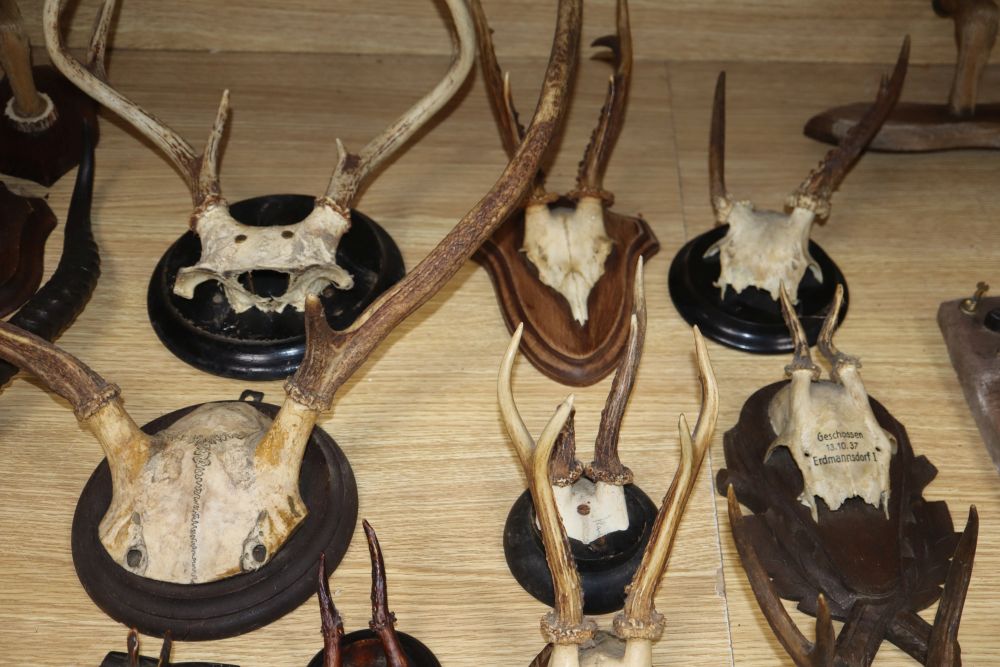 A quantity of mounted antlers, some with Black Forest shields